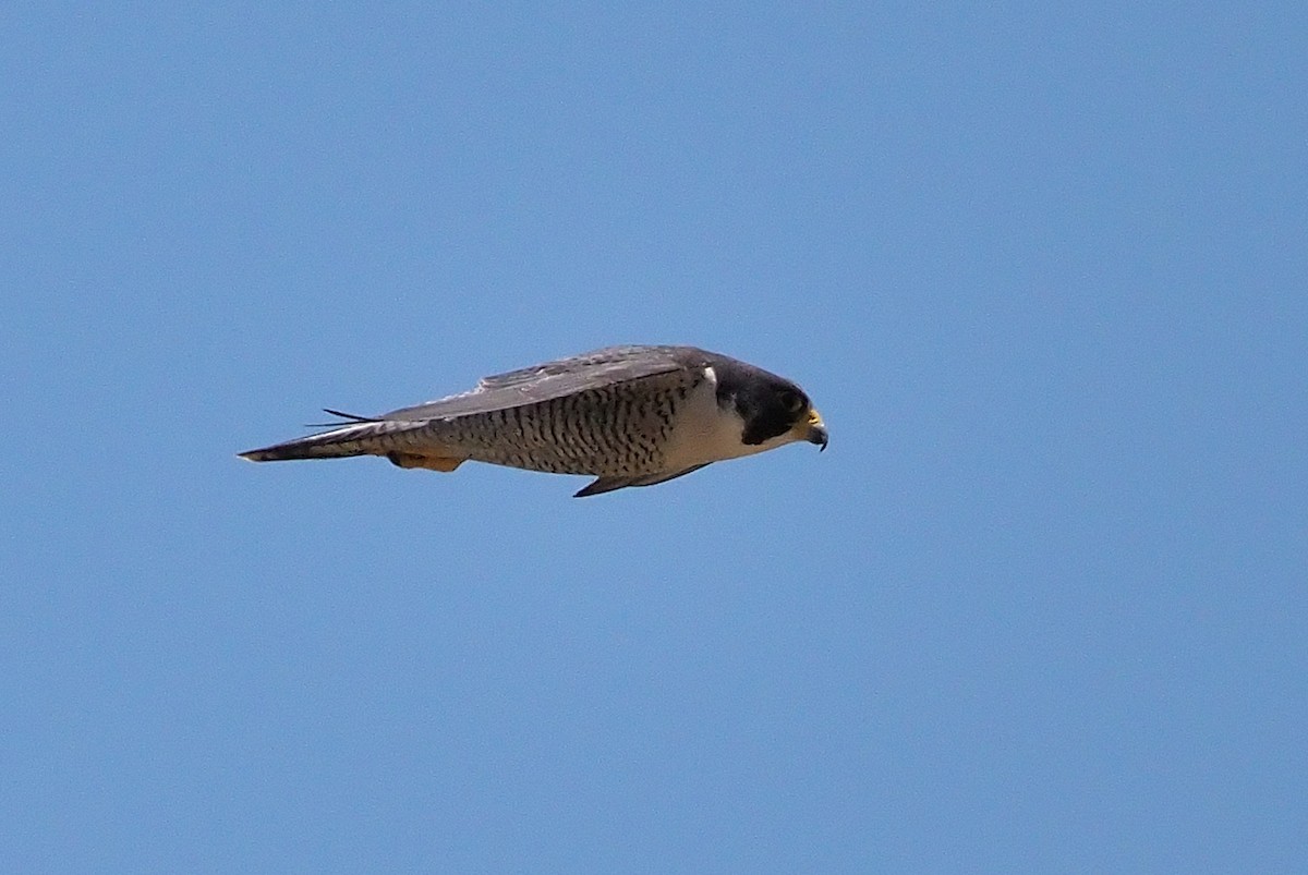 Peregrine Falcon (North American) - ML346404651