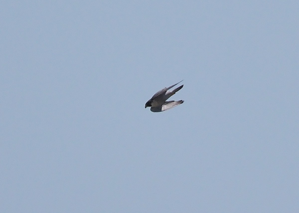Peregrine Falcon (North American) - ML346404661