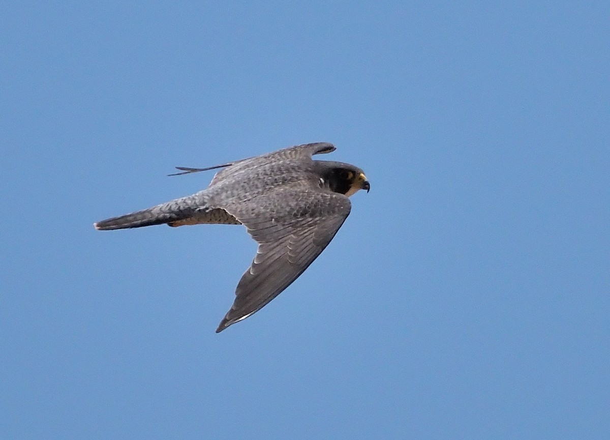 Peregrine Falcon (North American) - ML346404671