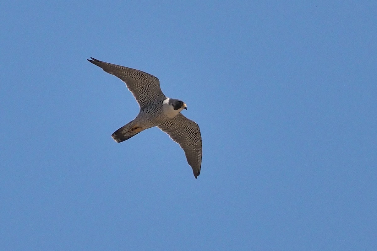 Peregrine Falcon (North American) - ML346404681