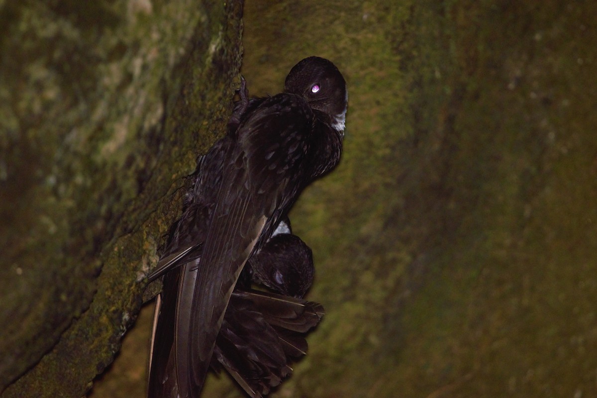 White-collared Swift - Ethan Compton