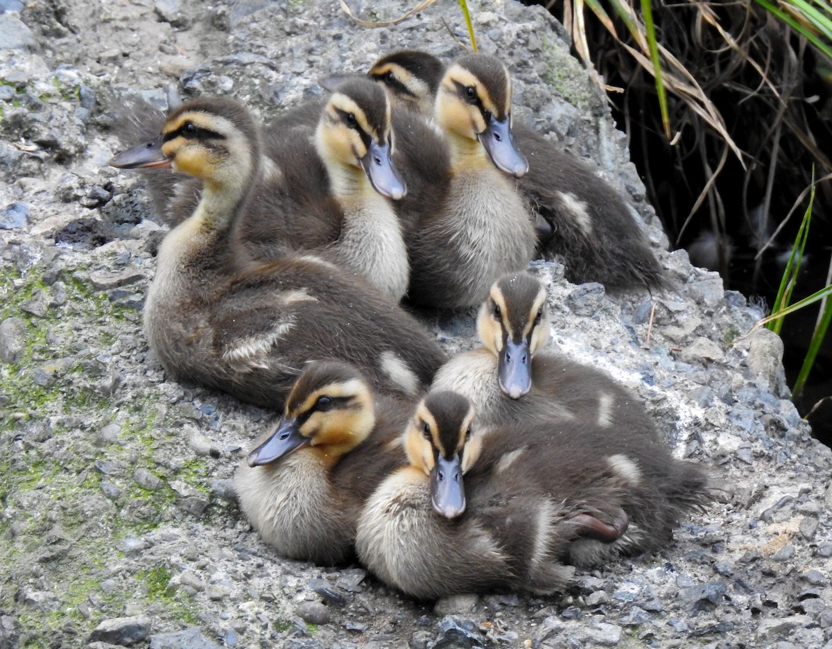 Eastern Spot-billed Duck - ML346407141