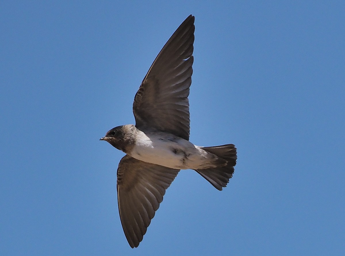 Cliff Swallow (pyrrhonota Group) - ML346407251