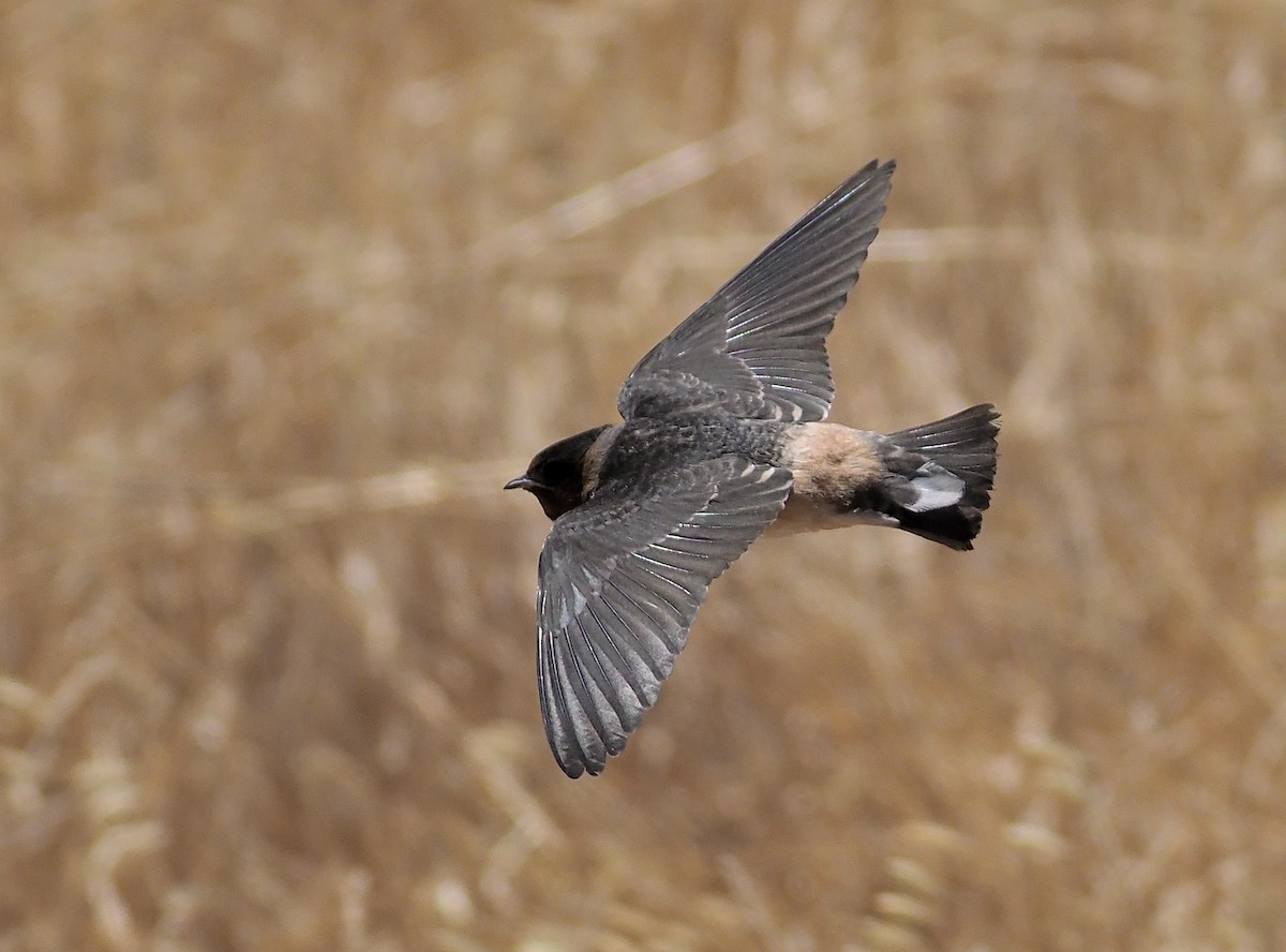 Cliff Swallow (pyrrhonota Group) - ML346407271