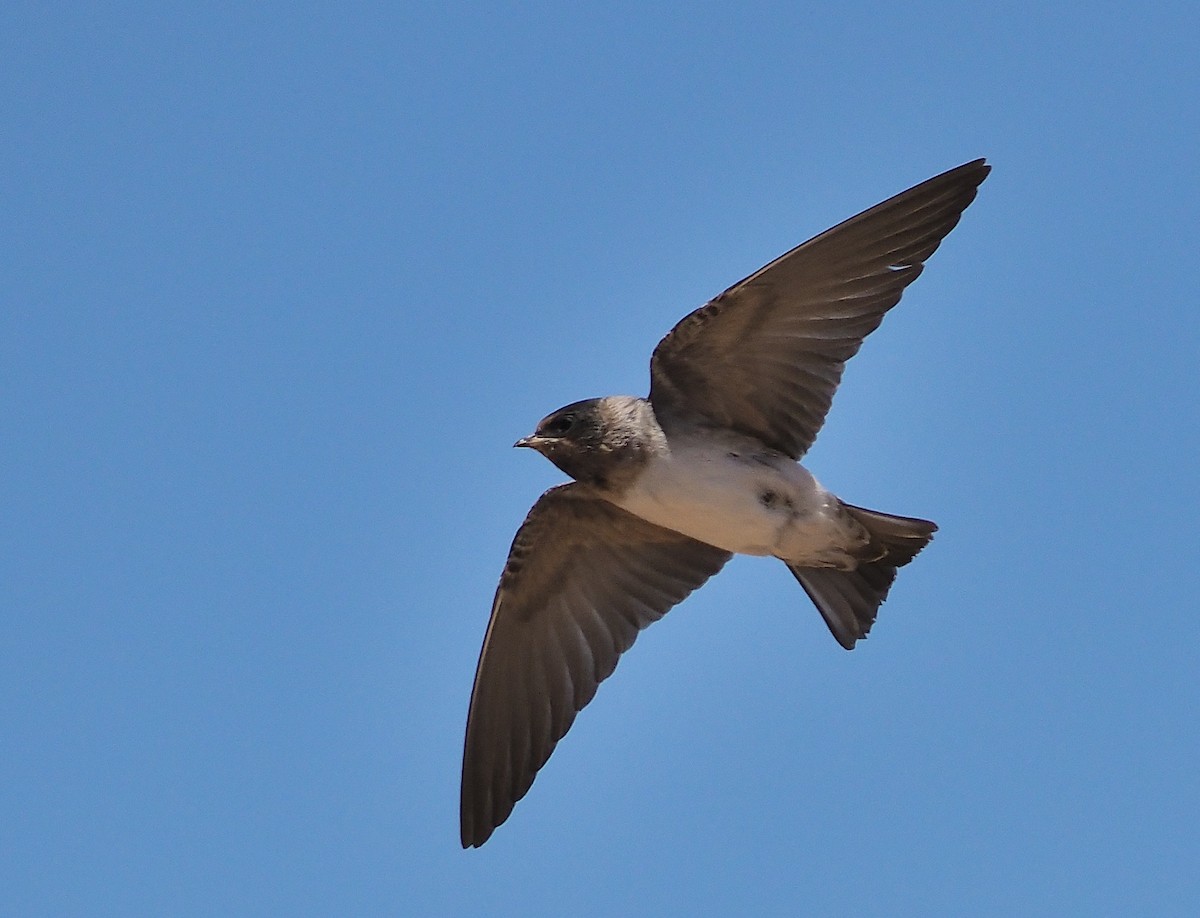 Cliff Swallow (pyrrhonota Group) - ML346407281