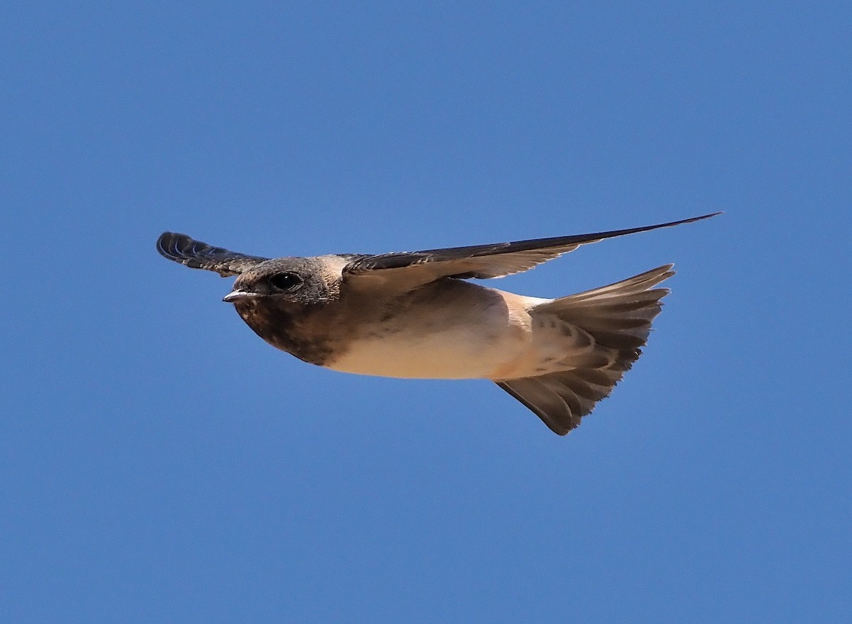 サンショクツバメ（pyrrhonota グループ） - ML346407291