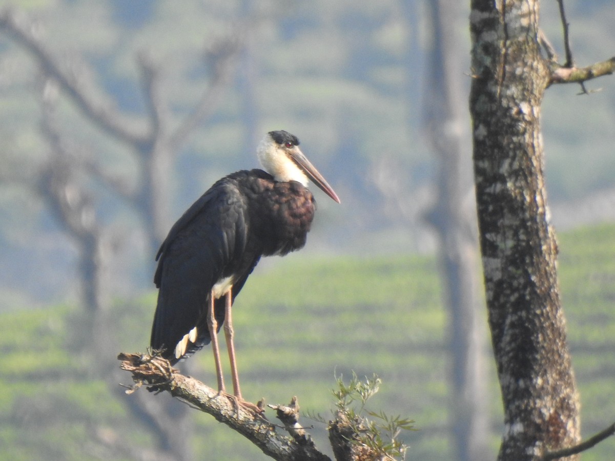 Asian Woolly-necked Stork - ML346407381