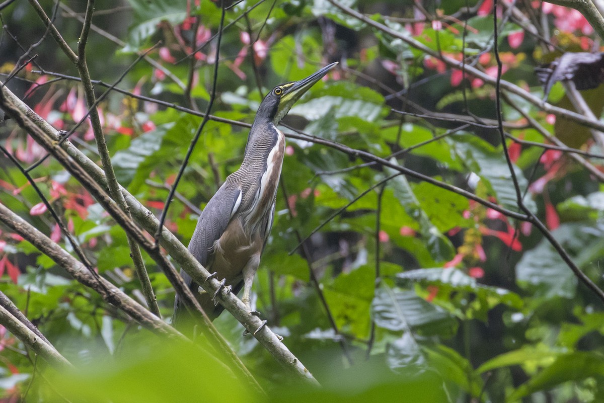 Bare-throated Tiger-Heron - Michael Todd