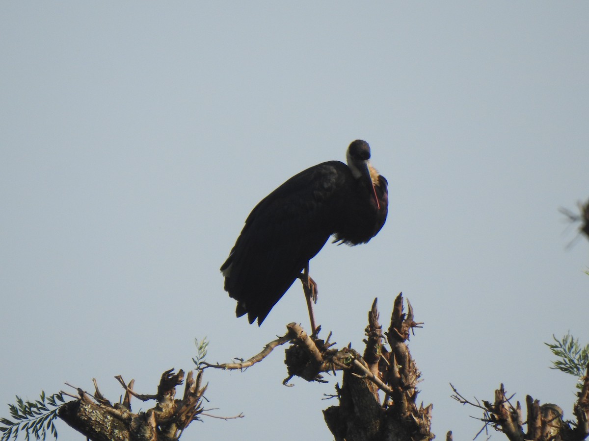 Asian Woolly-necked Stork - KARTHIKEYAN R