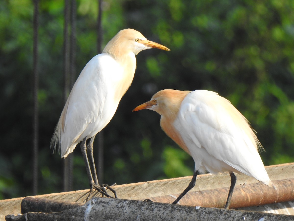 Eastern Cattle Egret - KARTHIKEYAN R