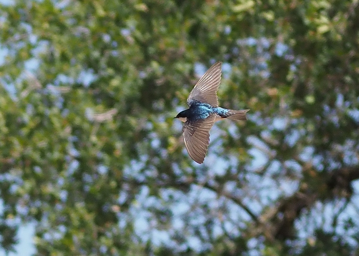 Tree Swallow - ML346409011