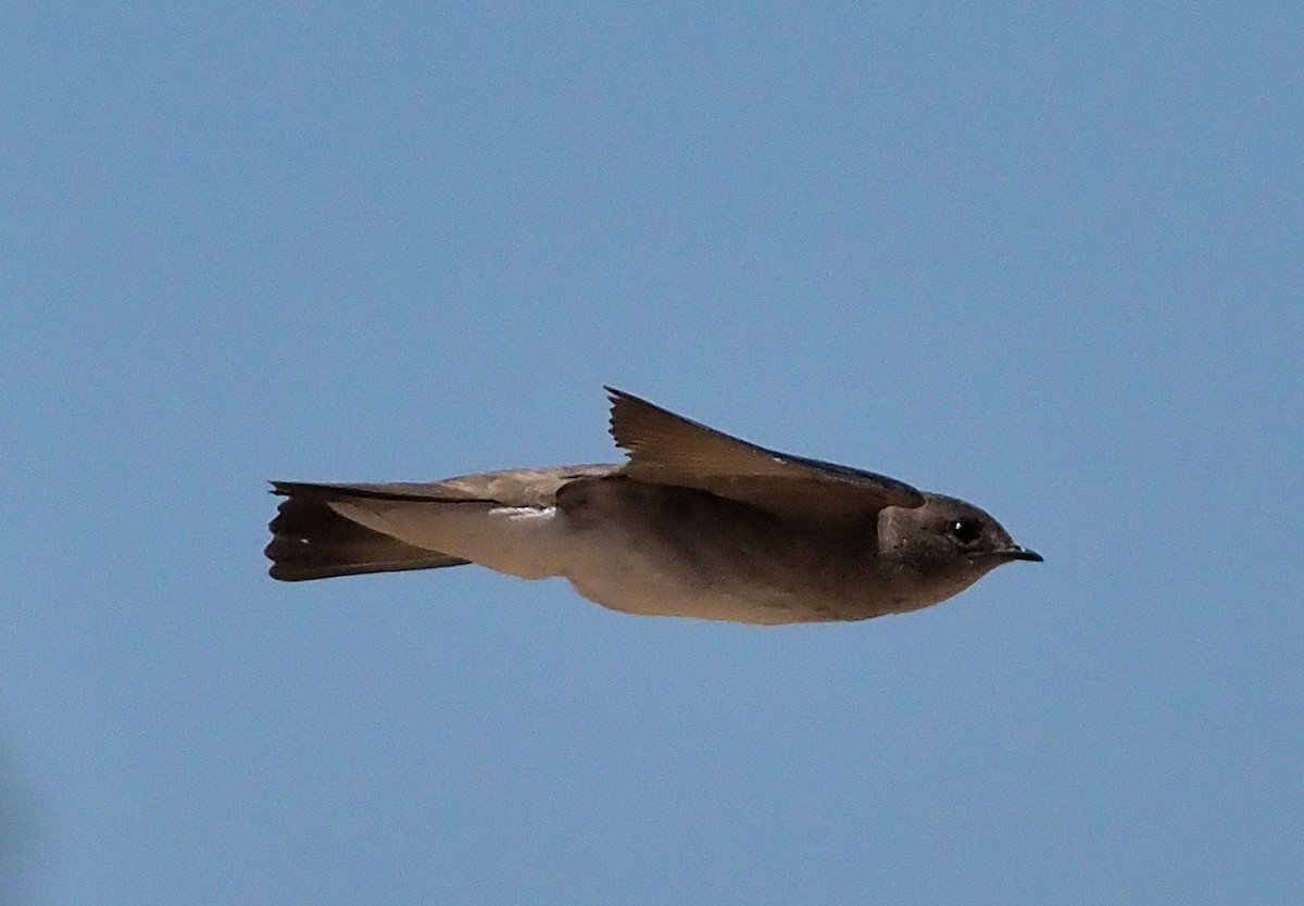 Northern Rough-winged Swallow - ML346409621