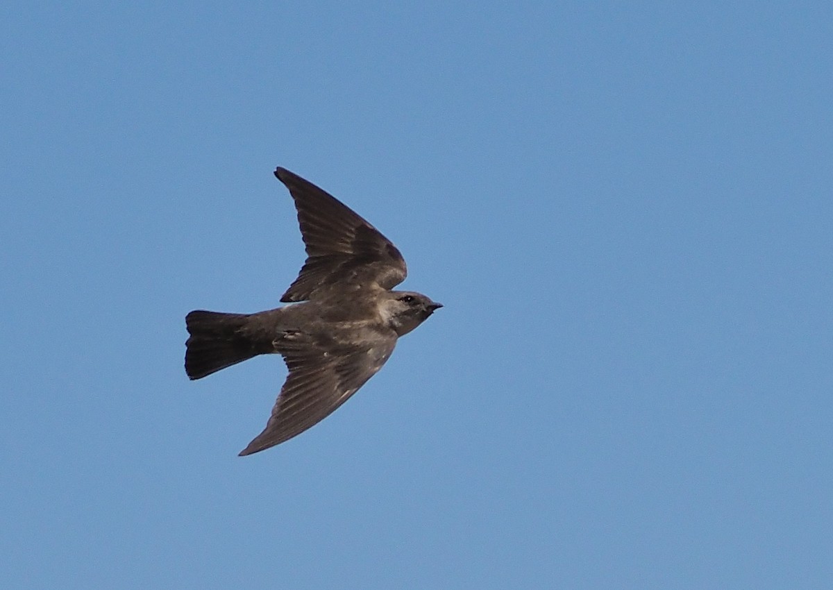 Northern Rough-winged Swallow - ML346409631
