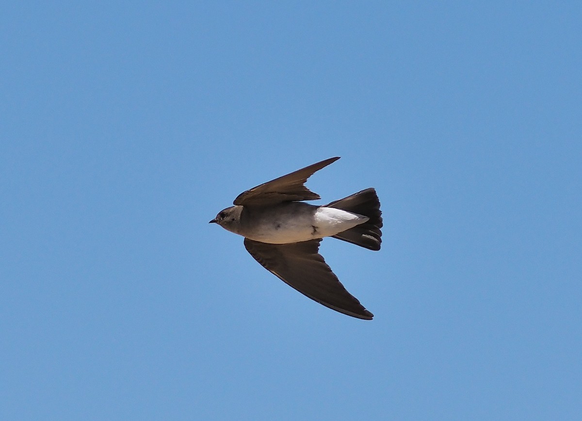 Northern Rough-winged Swallow - ML346409651