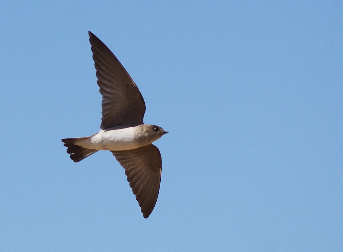 Northern Rough-winged Swallow - ML346409681