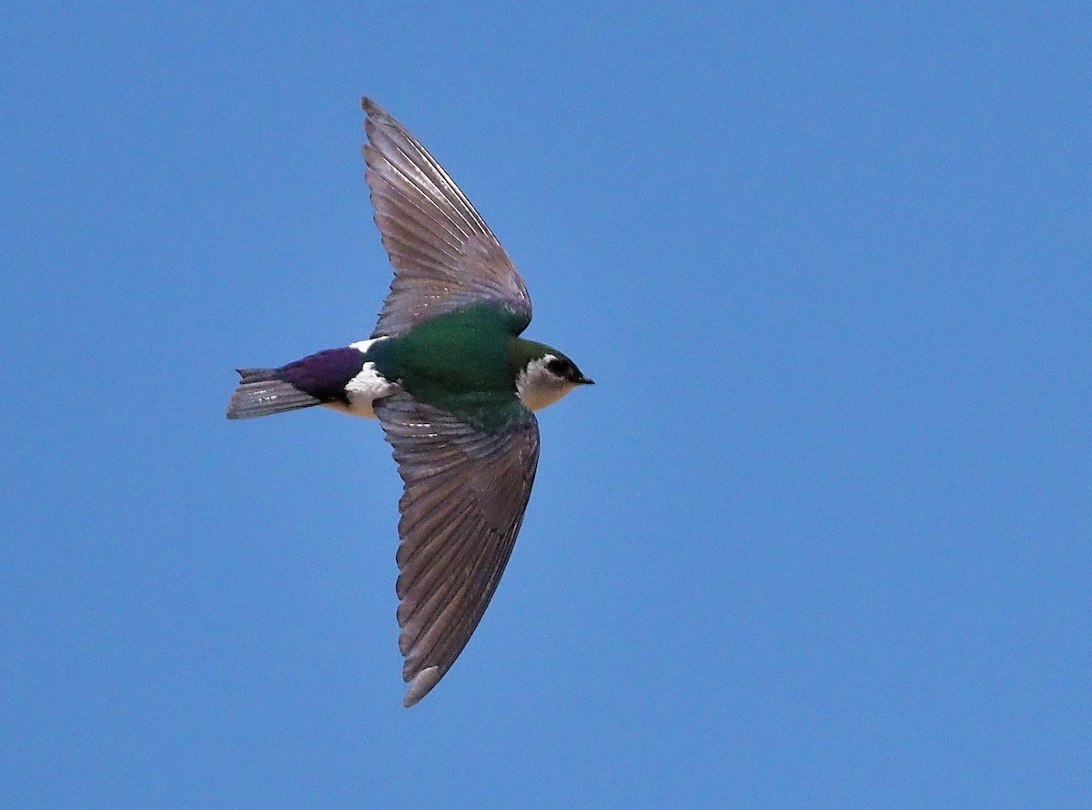 Violet-green Swallow - ML346410161