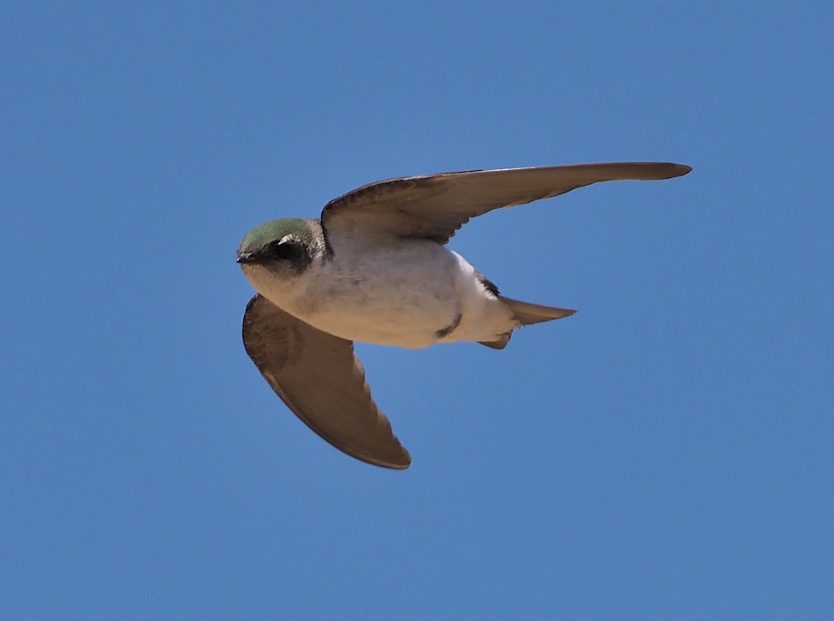Violet-green Swallow - ML346410171