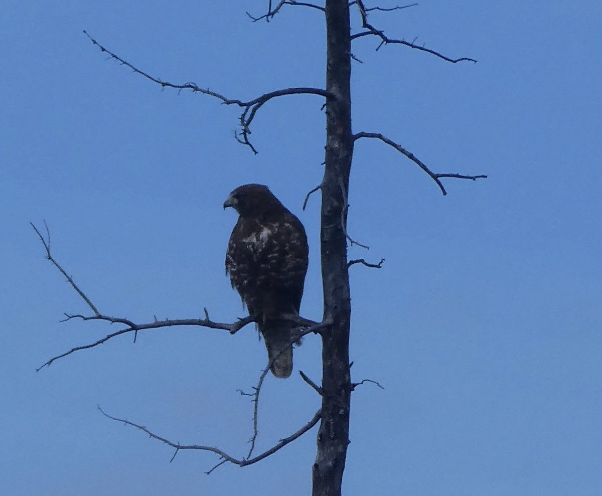 Red-tailed Hawk (Harlan's) - ML346411301