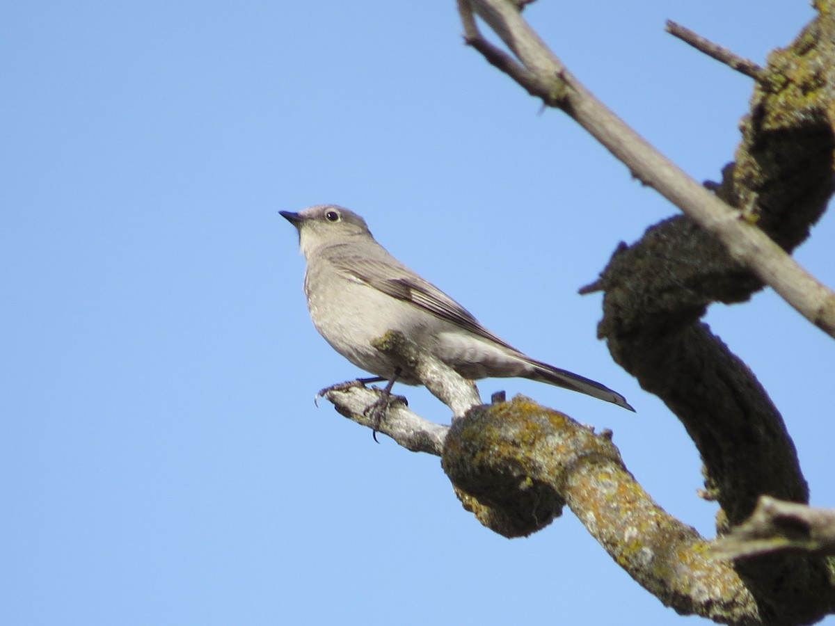 Townsend's Solitaire - ML34641171