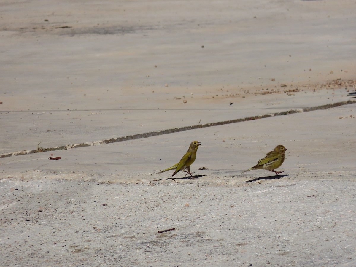 Syrian Serin - ML346412411