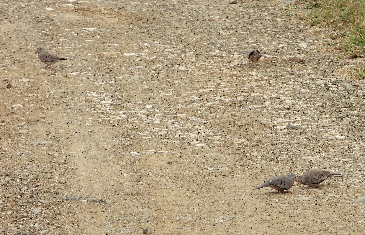 Common Ground Dove - ML346412511