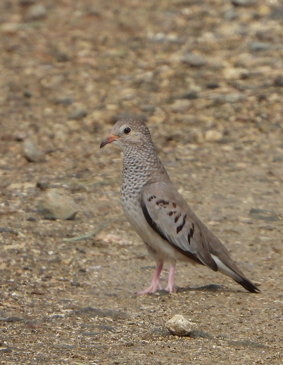 Common Ground Dove - ML346412521