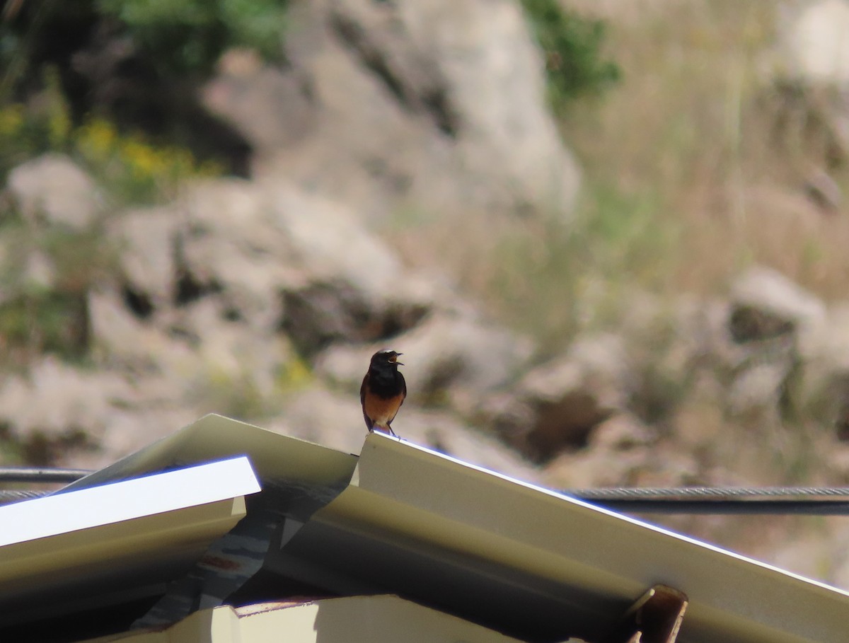 Black Redstart - ML346412601