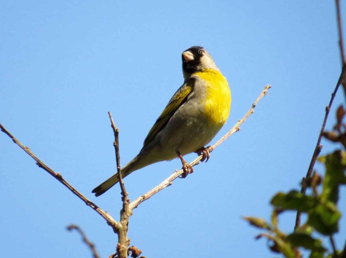 Lawrence's Goldfinch - ML346413211
