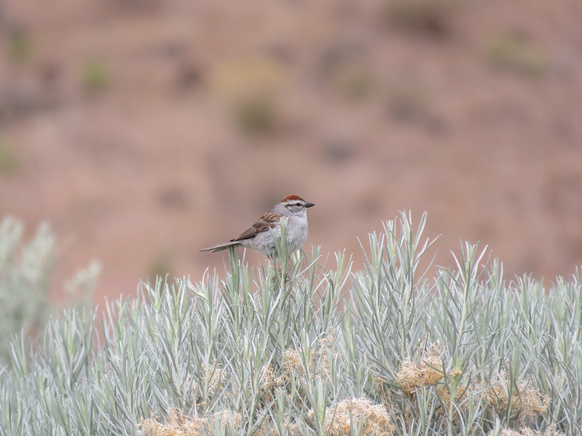Chipping Sparrow - ML346416381
