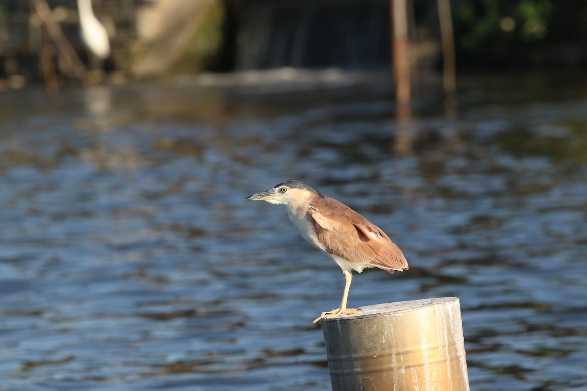 Nankeen Night Heron - ML346416391