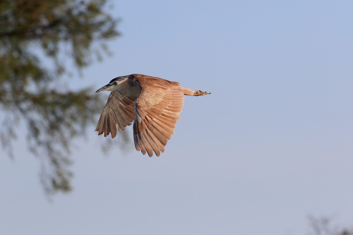 Nankeen Night Heron - ML346416421