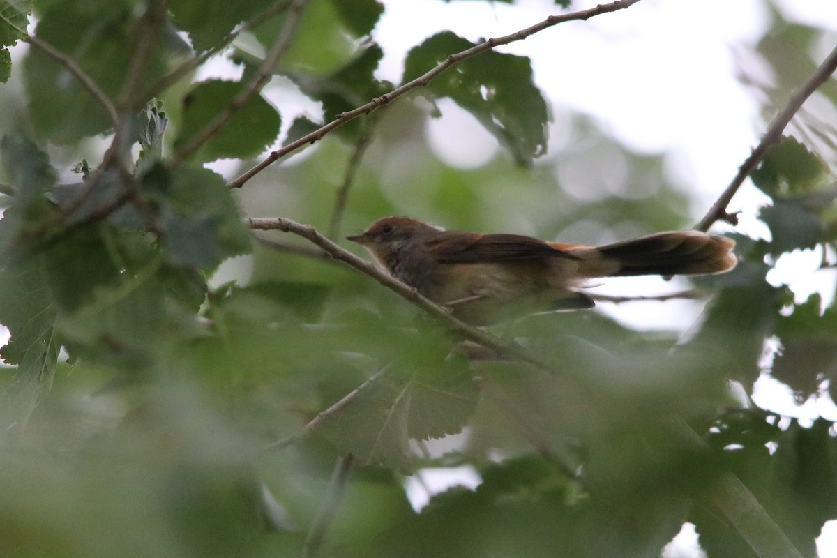 Australian Rufous Fantail - ML346416591