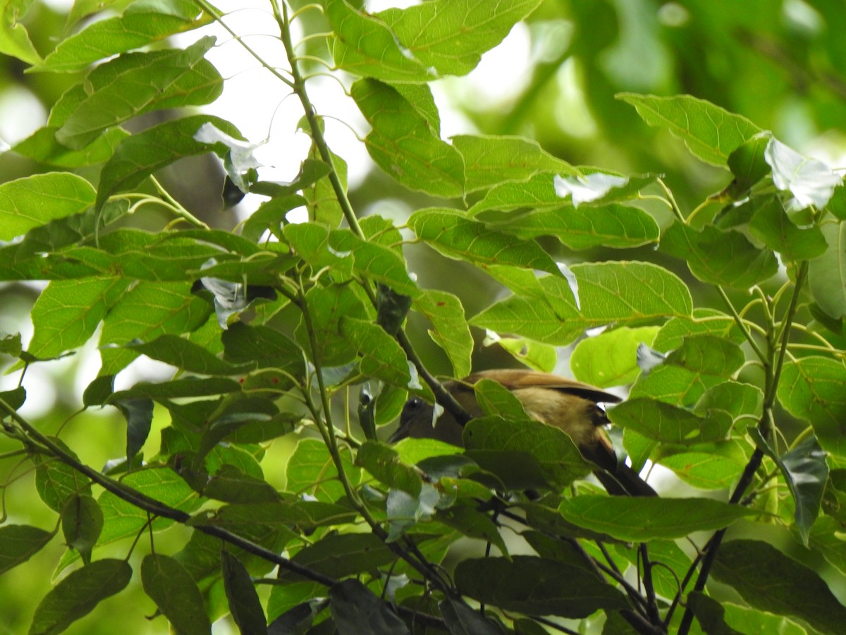 Brown-cheeked Fulvetta - ML346416601