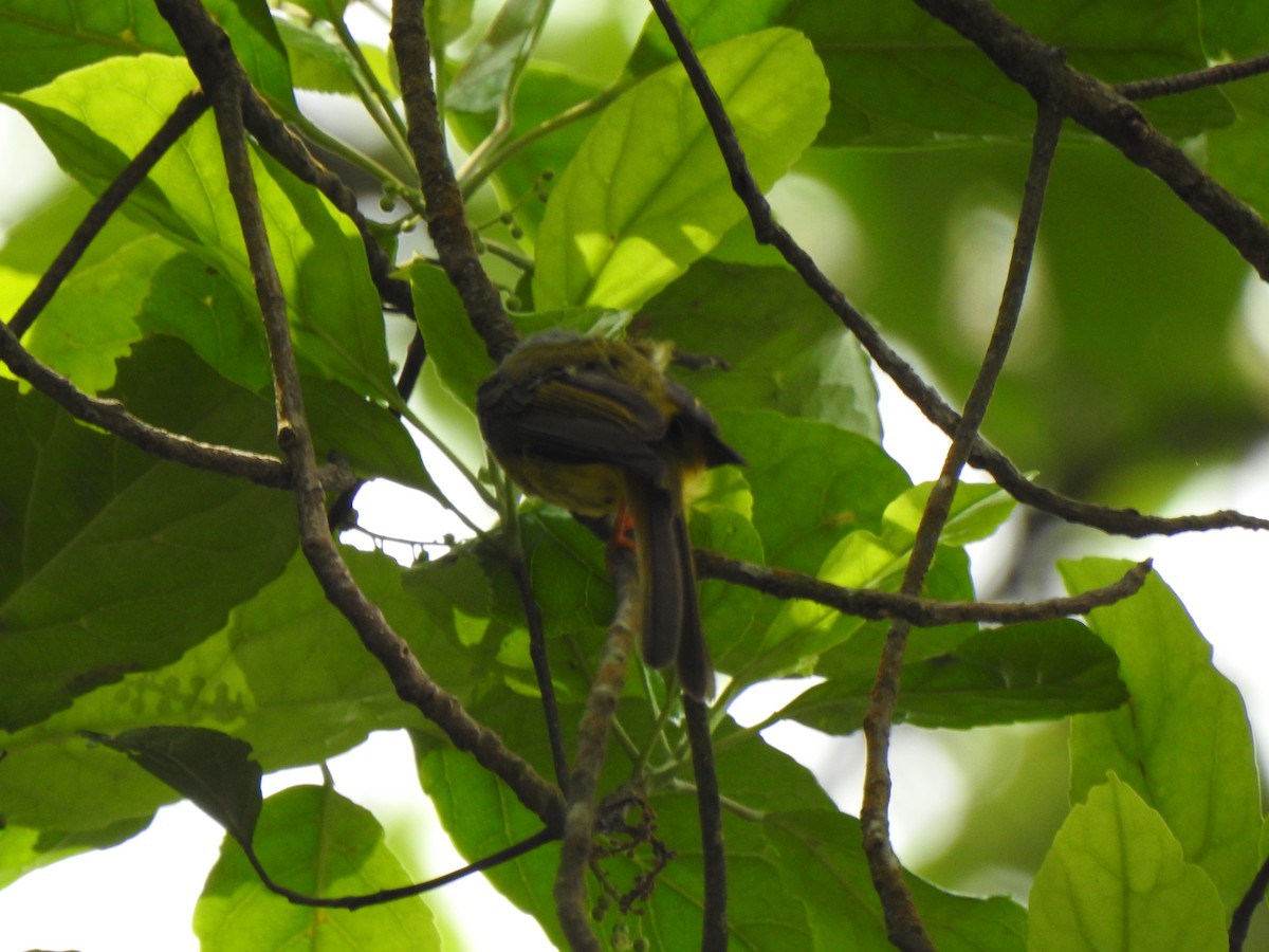 Brown-cheeked Fulvetta - ML346416631