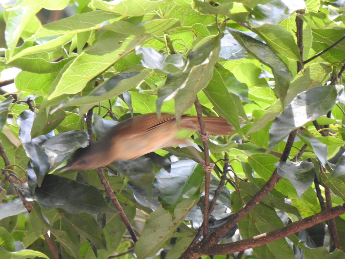 Brown-cheeked Fulvetta - KARTHIKEYAN R