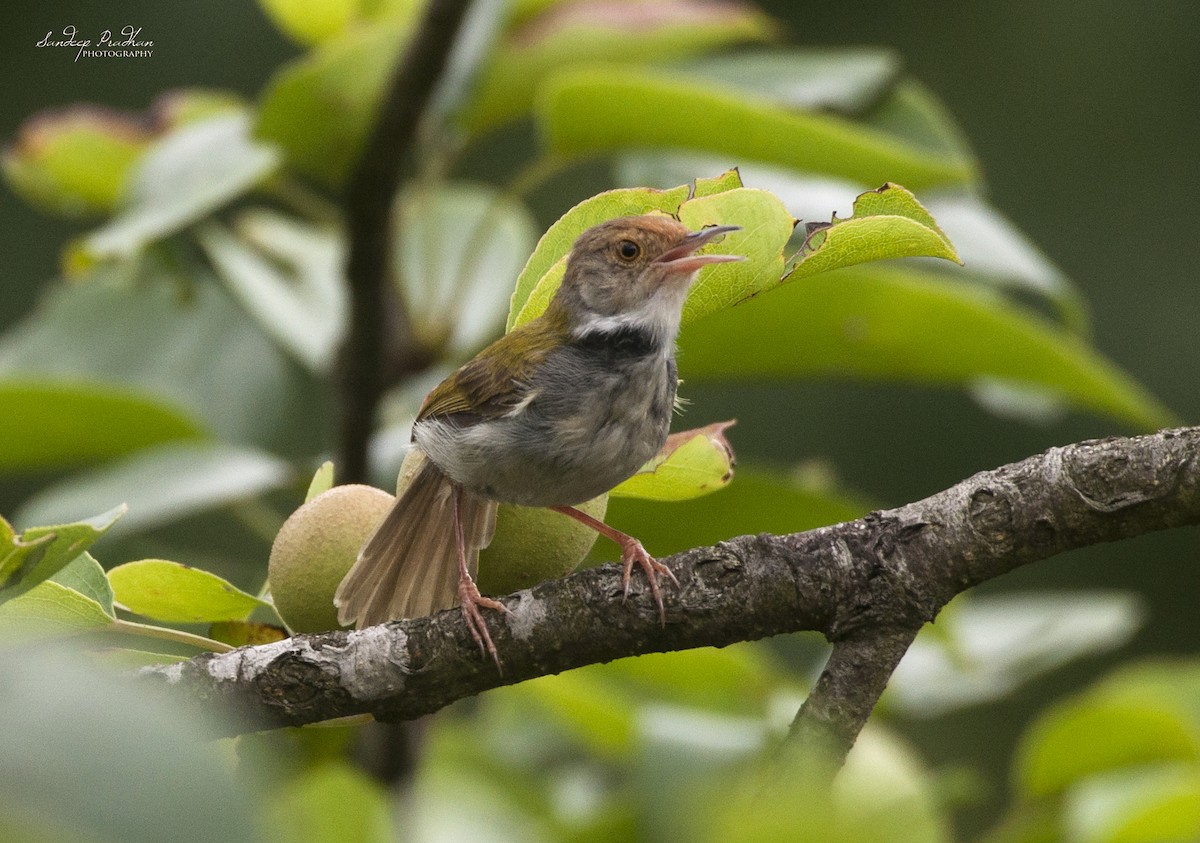 Common Tailorbird - ML346417061