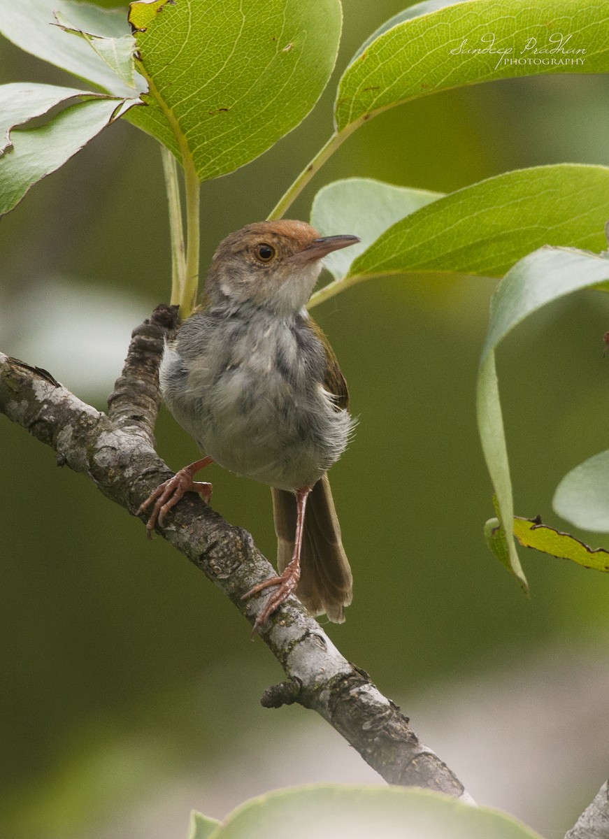 Common Tailorbird - ML346417071