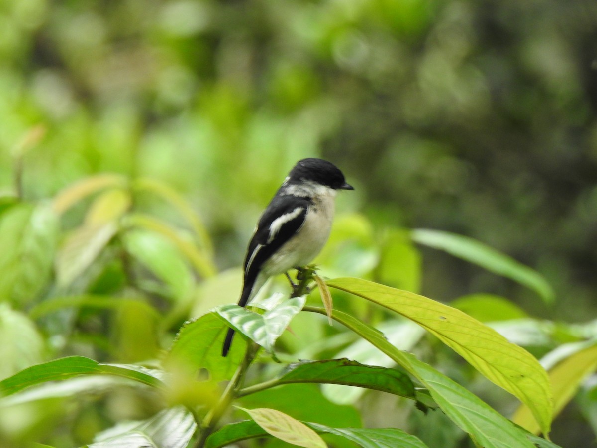 Bar-winged Flycatcher-shrike - ML346417291