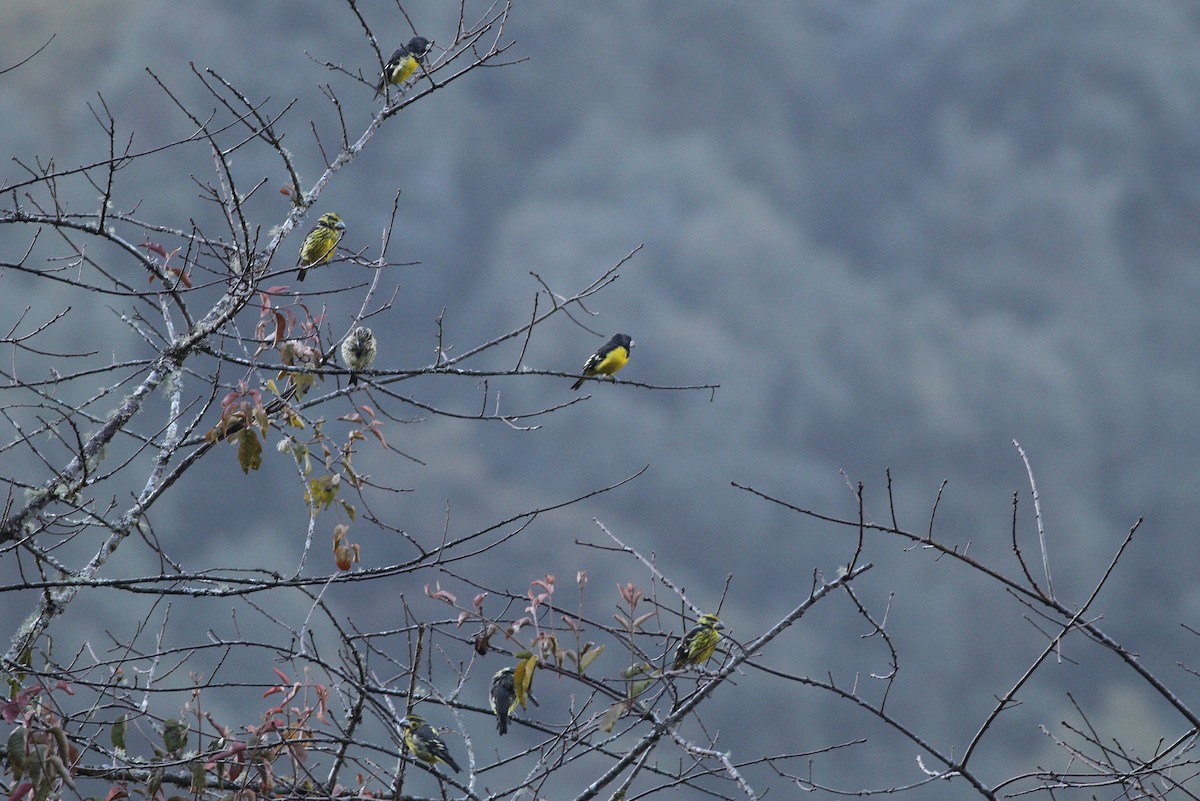 Spot-winged Grosbeak - ML346417461