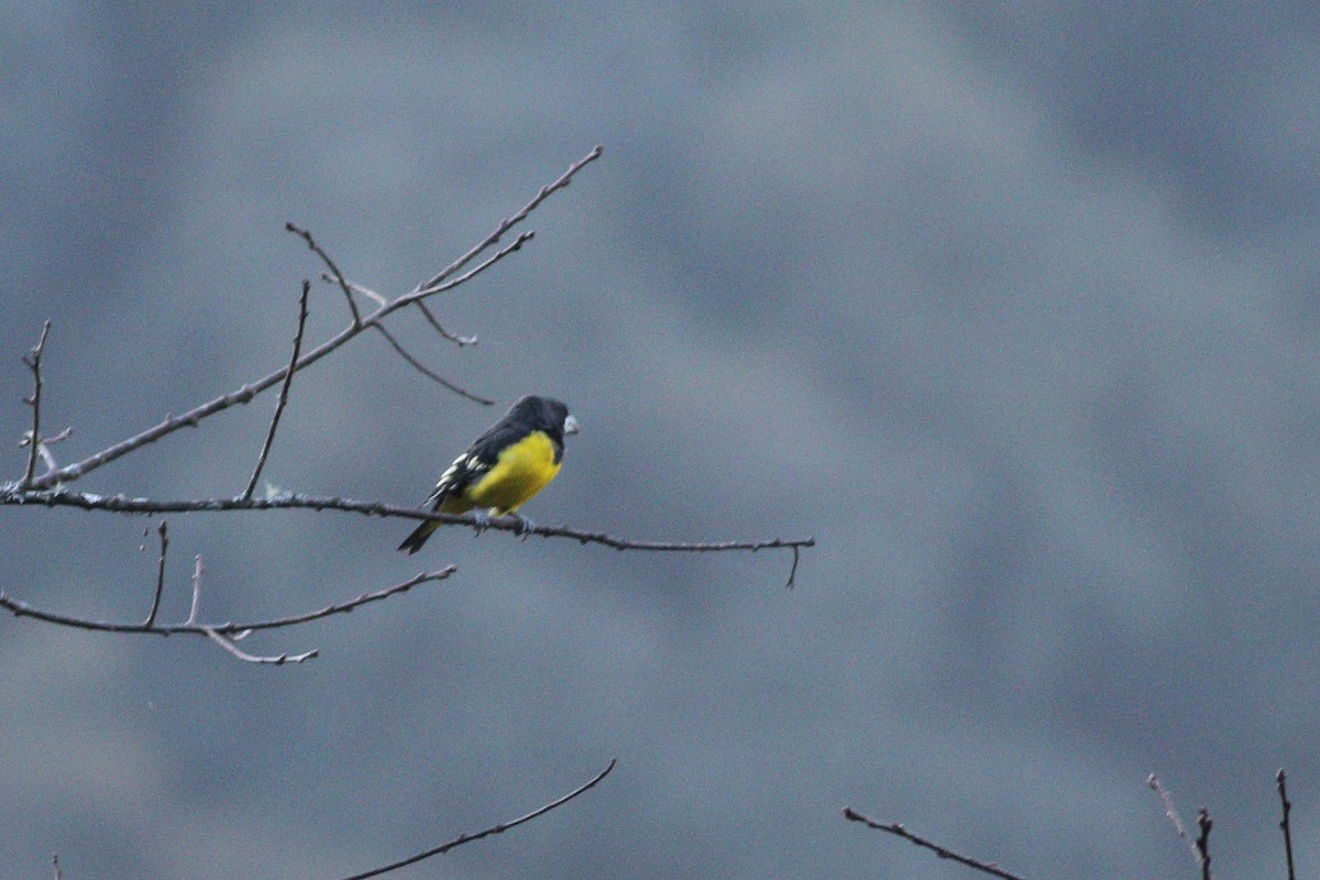 Spot-winged Grosbeak - ML346417501