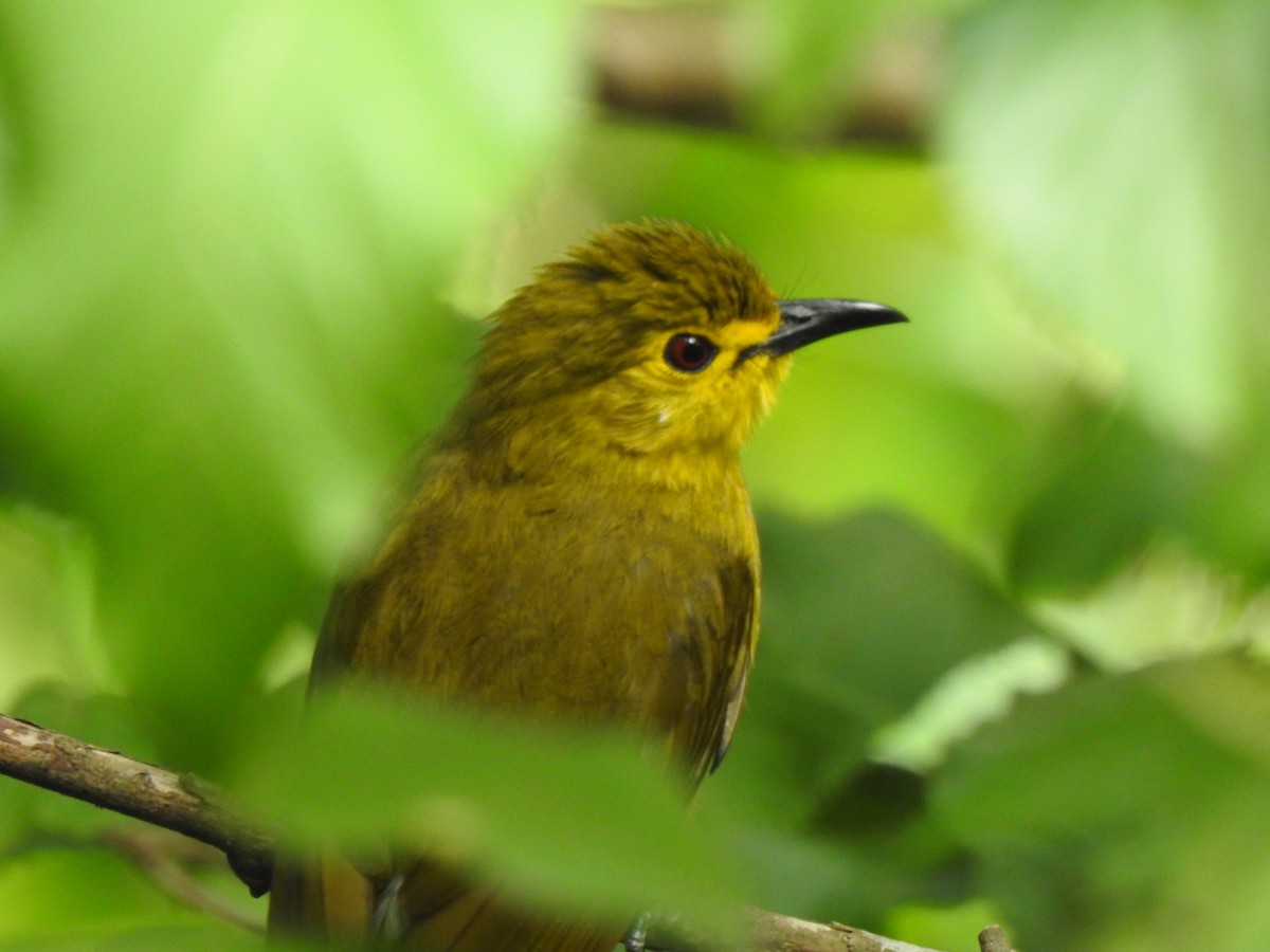 Yellow-browed Bulbul - ML346417741