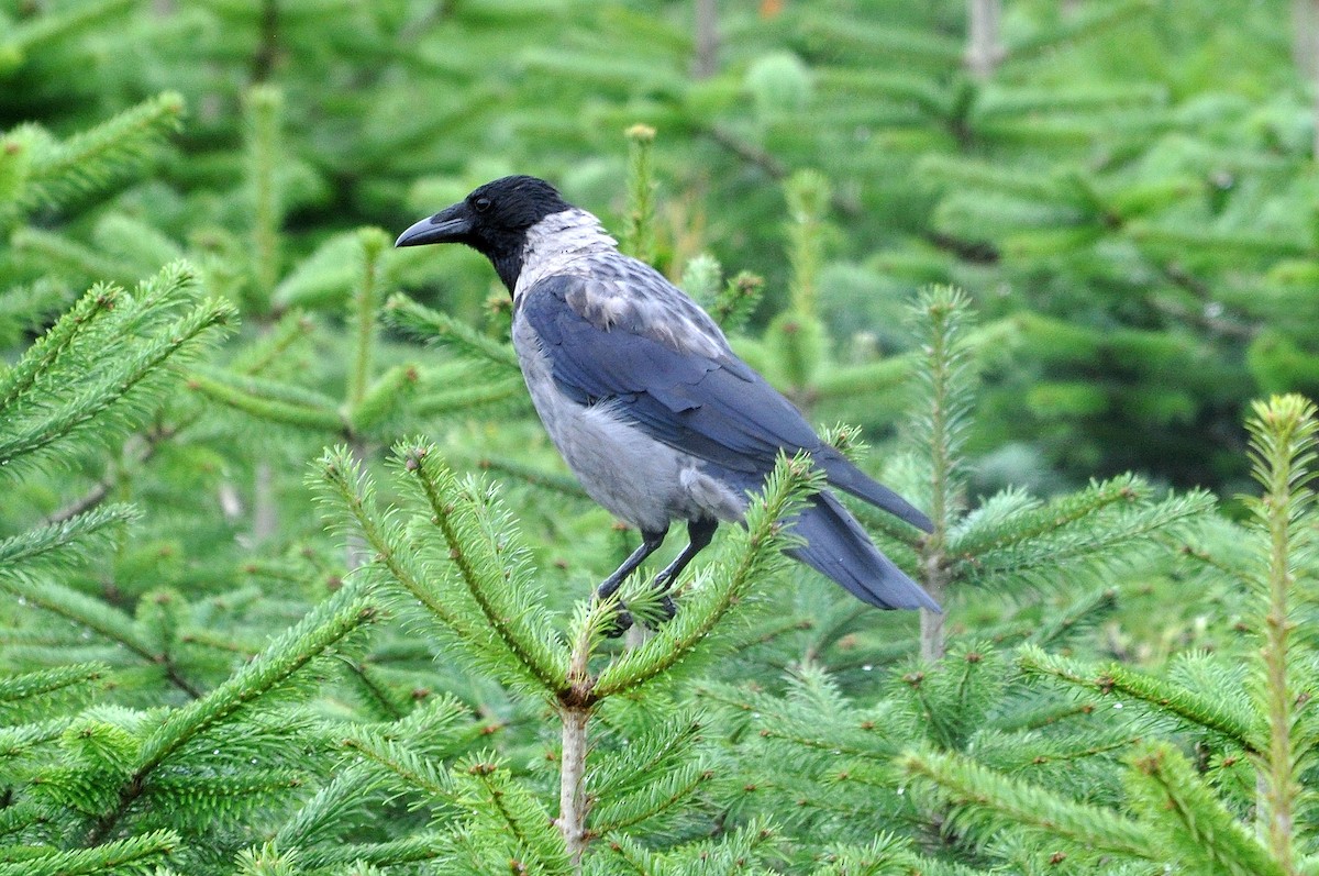 Hooded Crow - ML346418561