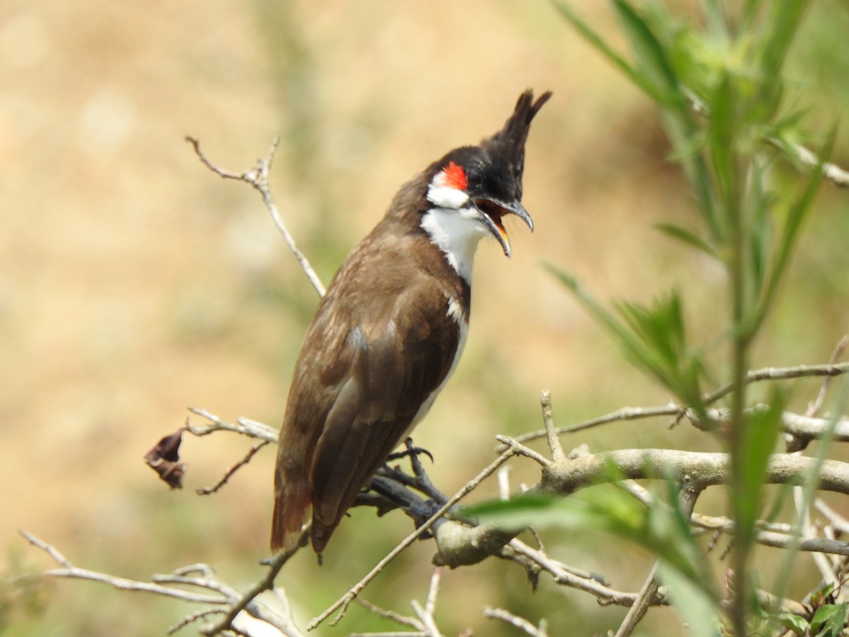 Red-whiskered Bulbul - ML346418741