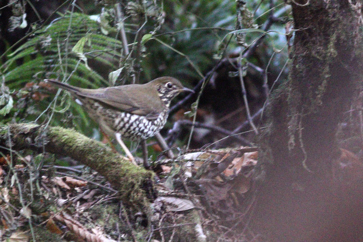 Alpine Thrush - ML346419041