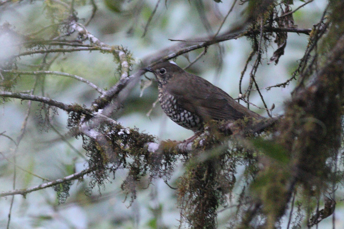 Alpine Thrush - ML346419311