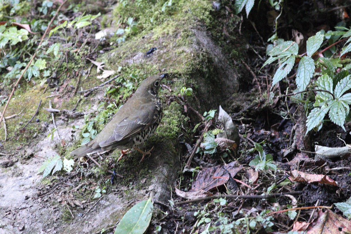 Long-tailed Thrush - ML346420921