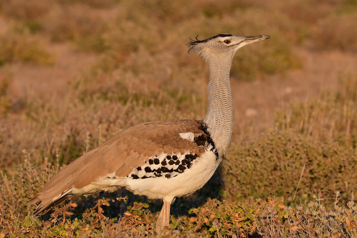 Kori Bustard - ML346421621