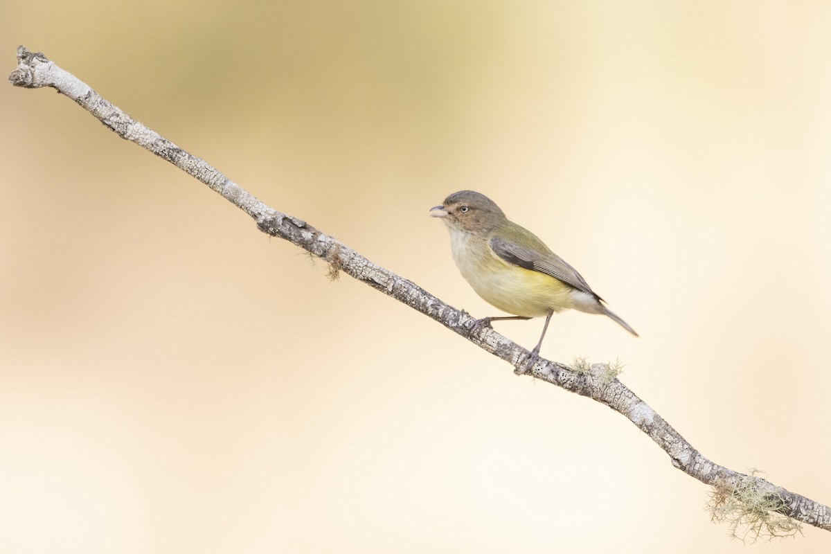 Weebill - ML346423721