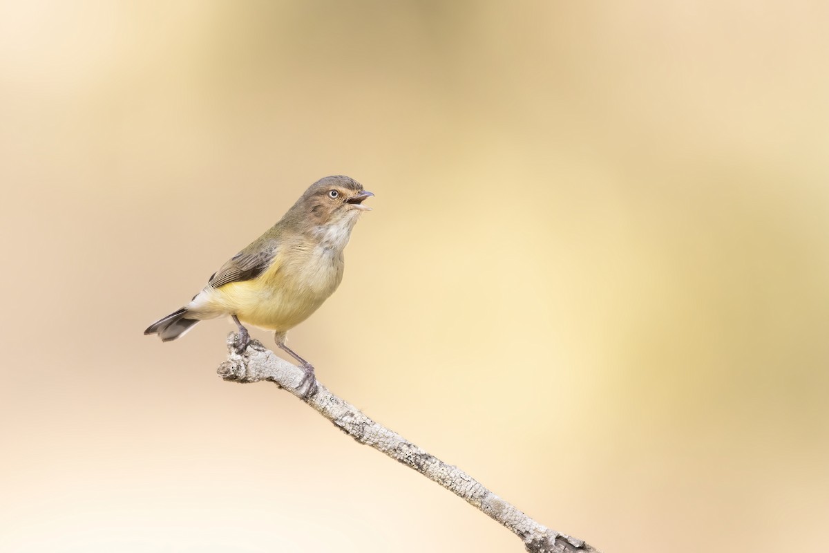 Weebill - ML346424171