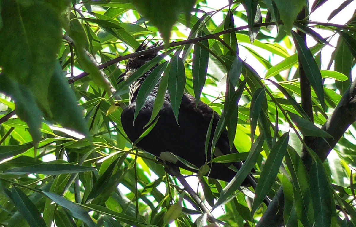 Pied Cuckoo - ML346424511